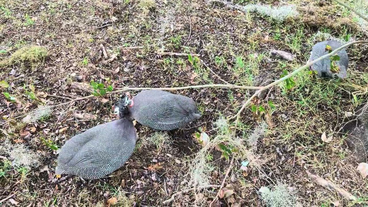 Hopping Guineas