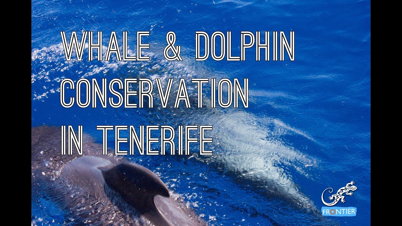 Whale & Dolphin Conservation - Volunteering in Tenerife