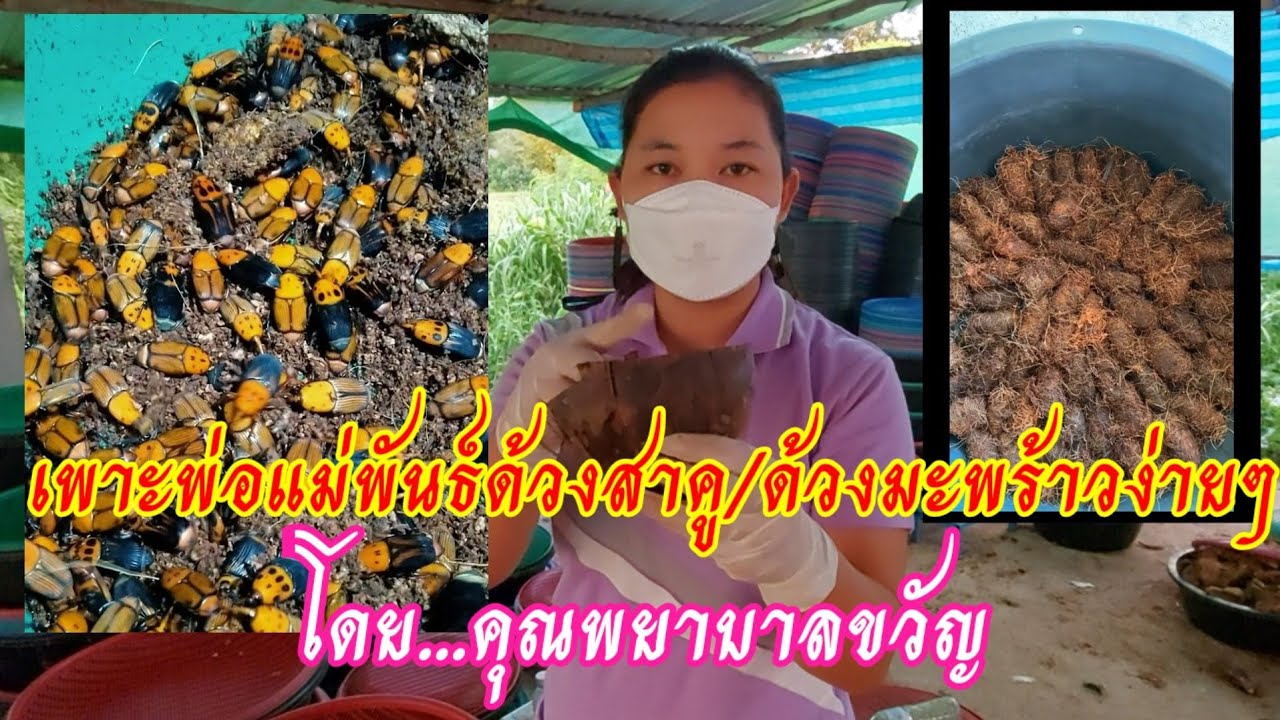 เพาะพ่อแม่พันธุ์ด้วงสาคูหรือด้วงมะพร้าว โดยคุณพยาบาลขวัญ