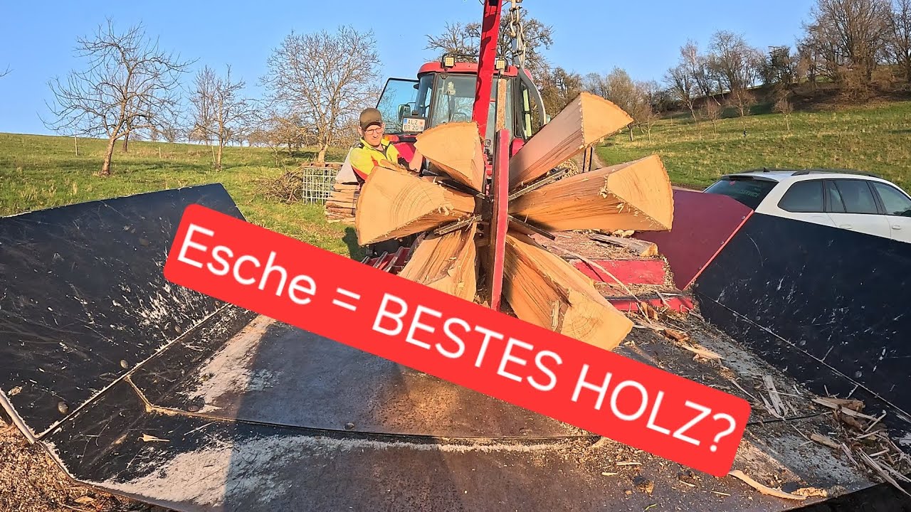 Warum Esche DAS beste Brennholz ist