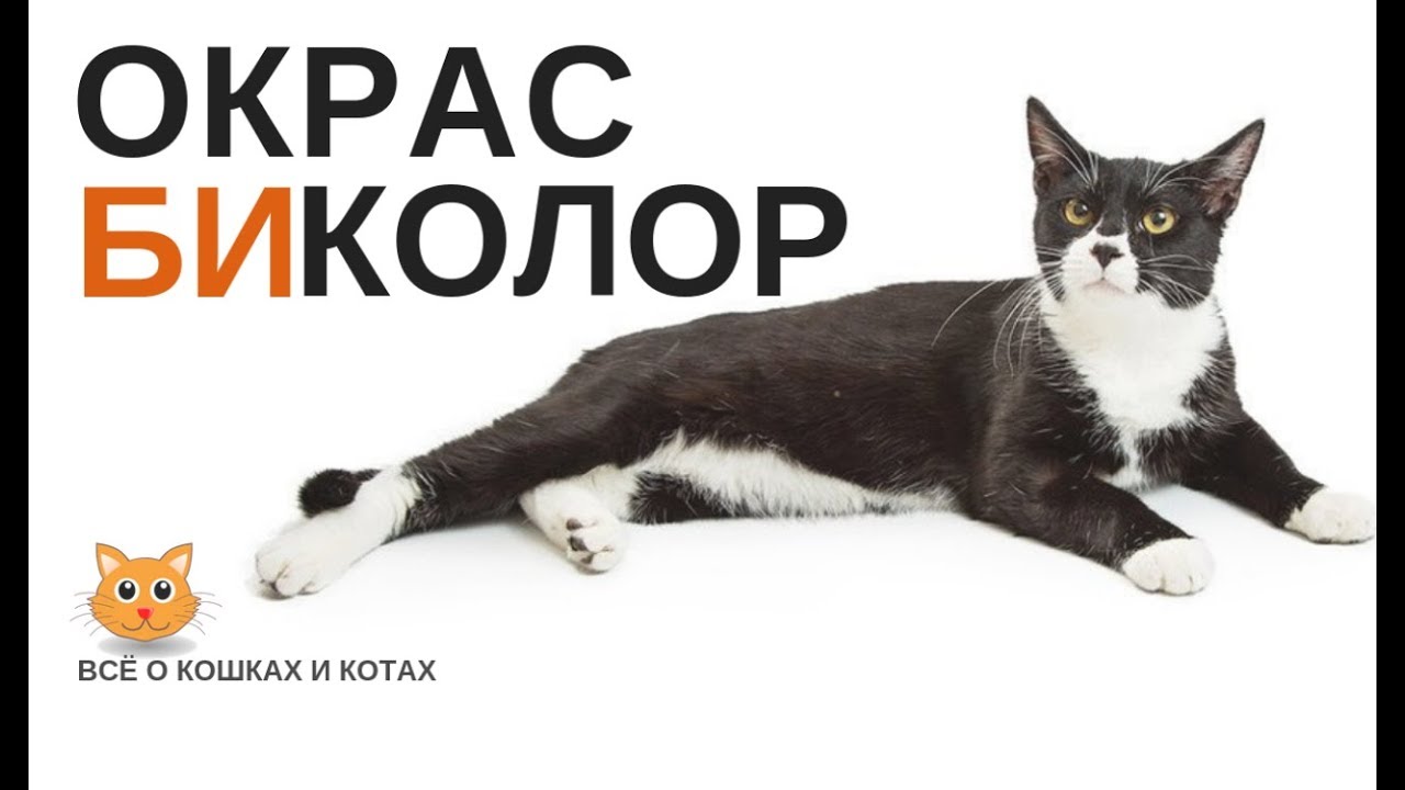 ОКРАС БИКОЛОР. ДВУХЦВЕТНЫЕ КОШКИ.