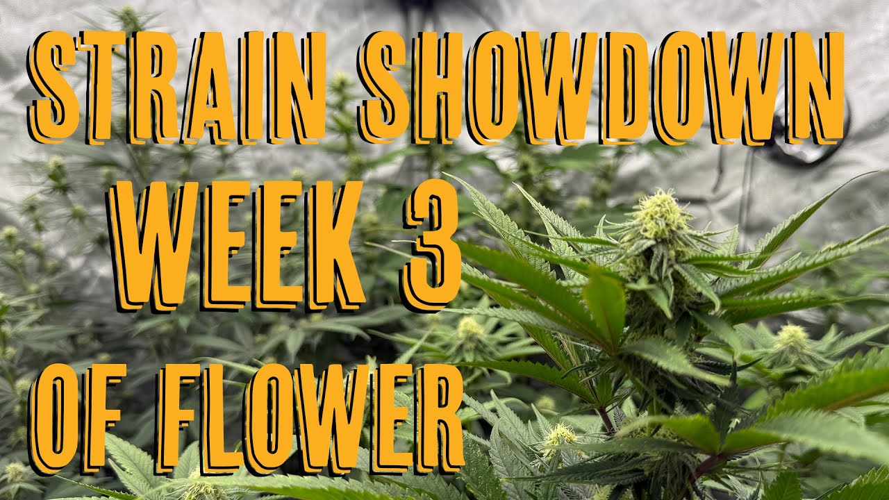 Week 3 of Flower Defoliation Day!! Strain Showdown!
