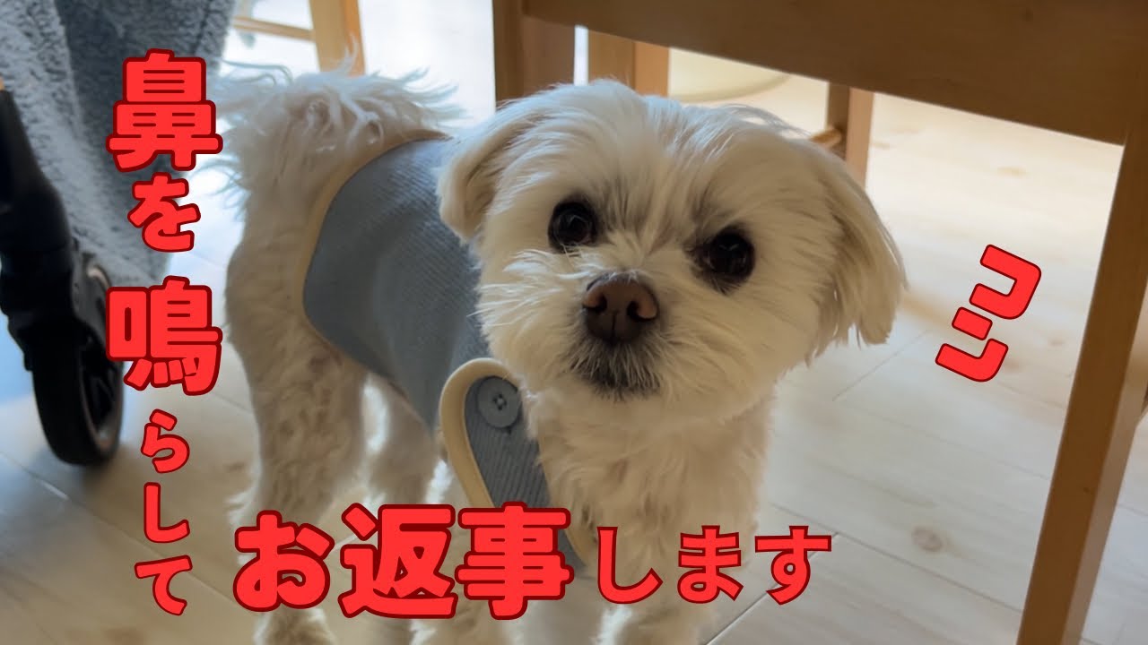 話しかけると鼻を鳴らして答えるマルチーズあづき