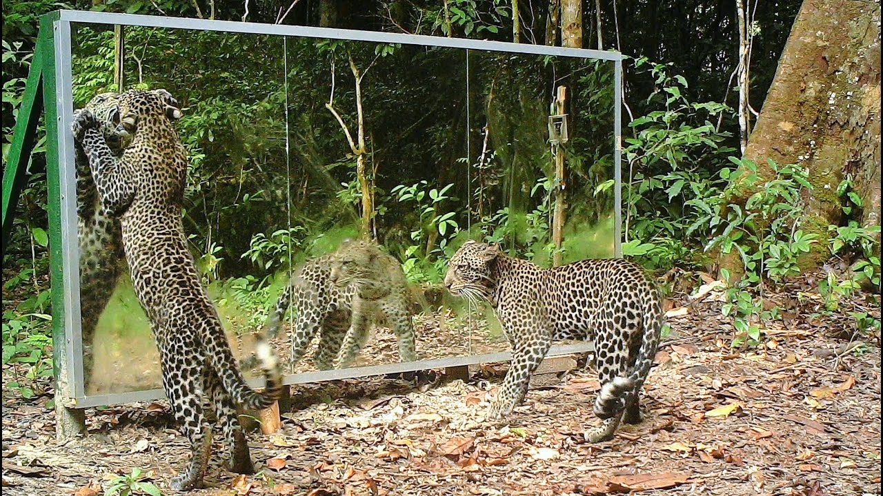 Leopards VS mirror - 3 years later same mom with her new cub (identification demonstrated in clip)