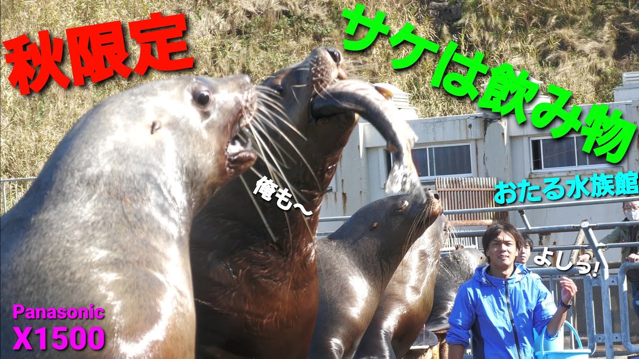 【人気.小樽観光】おたる水族館 秋限定 サケは飲み物 トドショー       4K60p Panasonic HC-X1500撮影映像