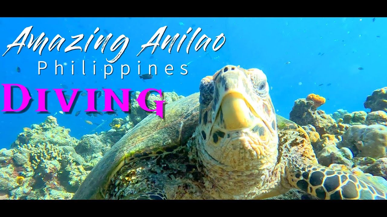 Anilao Batangas Scuba | Coral Reefs | Philippines