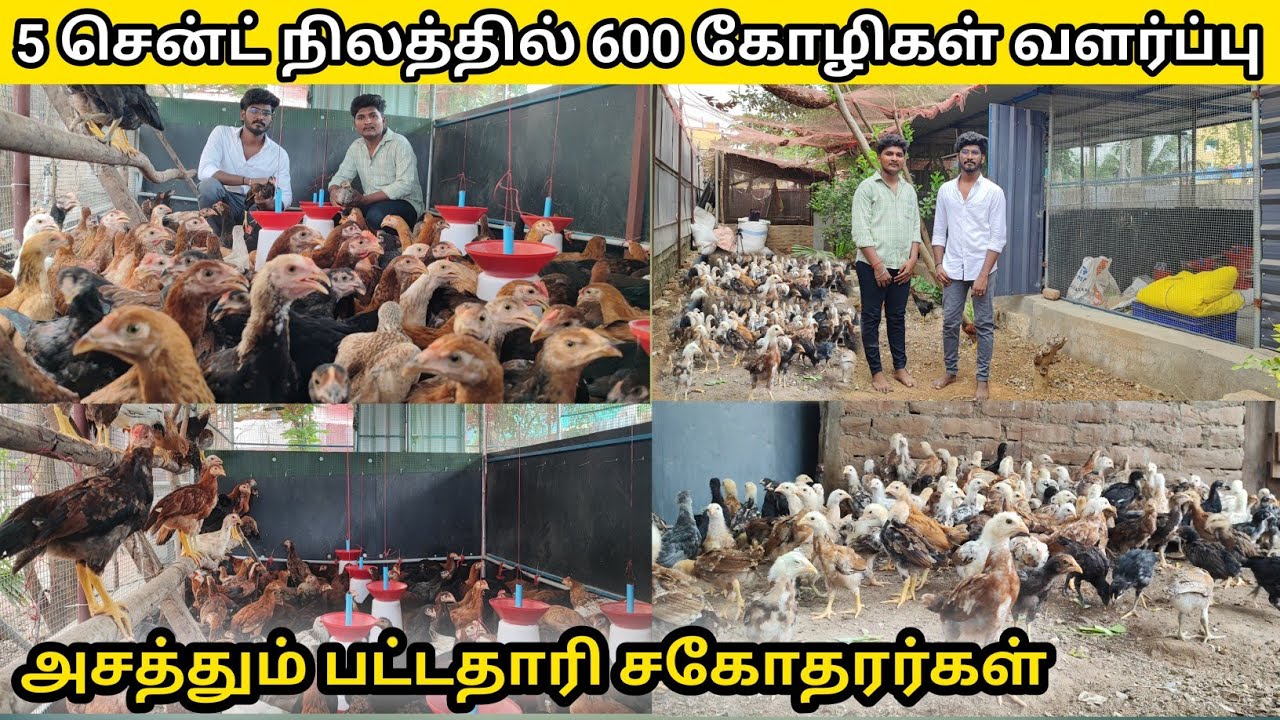 5 சென்டில் 600 நாட்டுக்கோழிகள் வளர்ப்பு| அசத்தும் பட்டதாரி சகோதரர்கள்