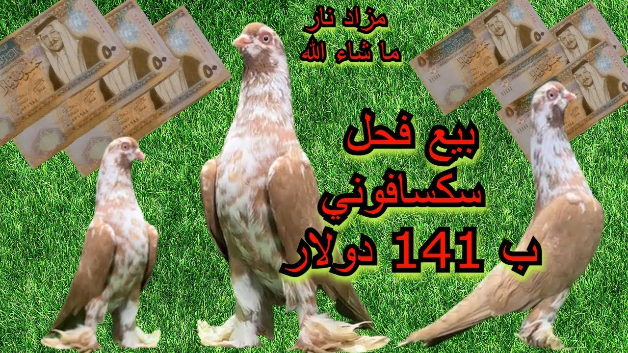 اجمل طيور حمام الكش مزاد على فحل سكسفوني ثوب عباية مميز وجميل