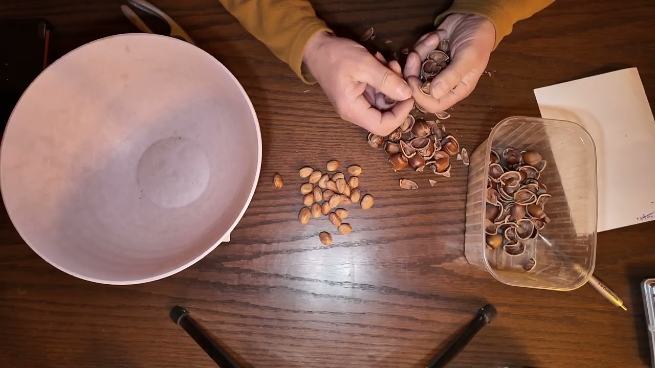 Фундук Трекстон. Вихід ядра