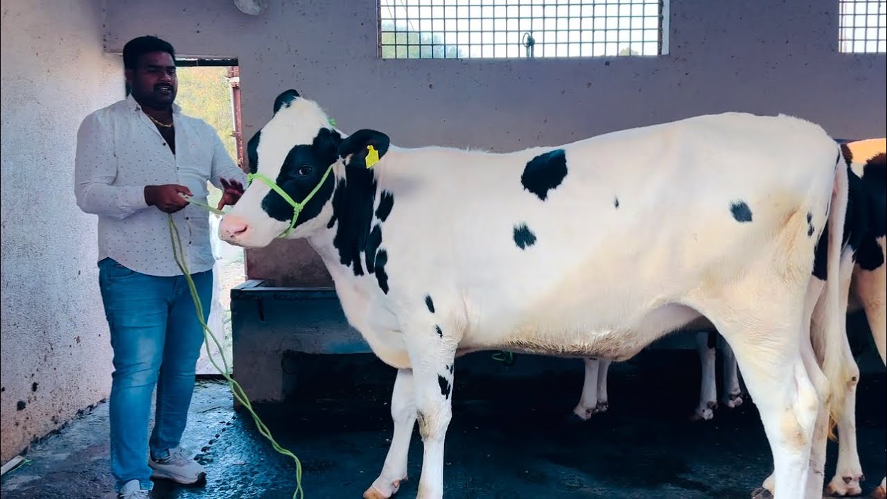 ऑफर-ऑफर-ऑफर टॉपच्या एकवीस गाभन कालवडींची ऑफर रेट ऑनलाईनच खरेदी करा.अनिलशेठ यांच्या टॉपच्या वाघिणी.