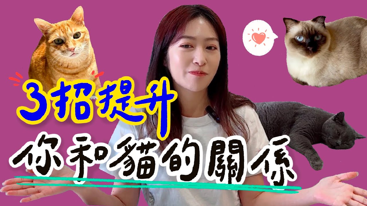 3招提升你和貓的關係