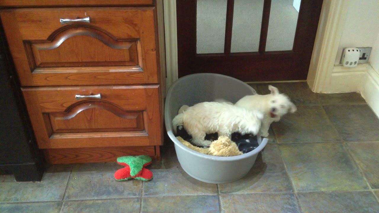 Two Westie pups 8 weeks old playing together in my kitchen.