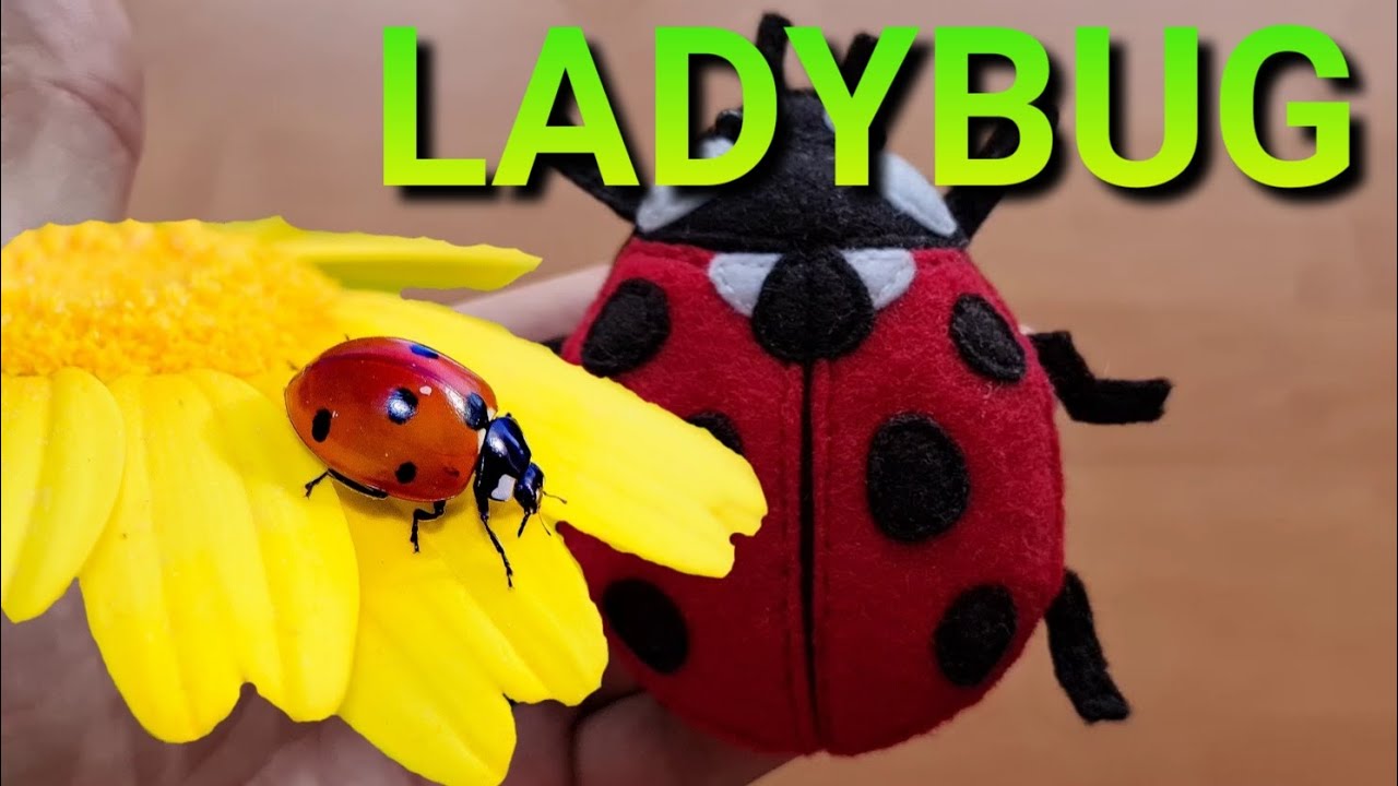 Handmade LADYBUG🐞 / Felt Bug Toy / Home Decor / Personalized Gift