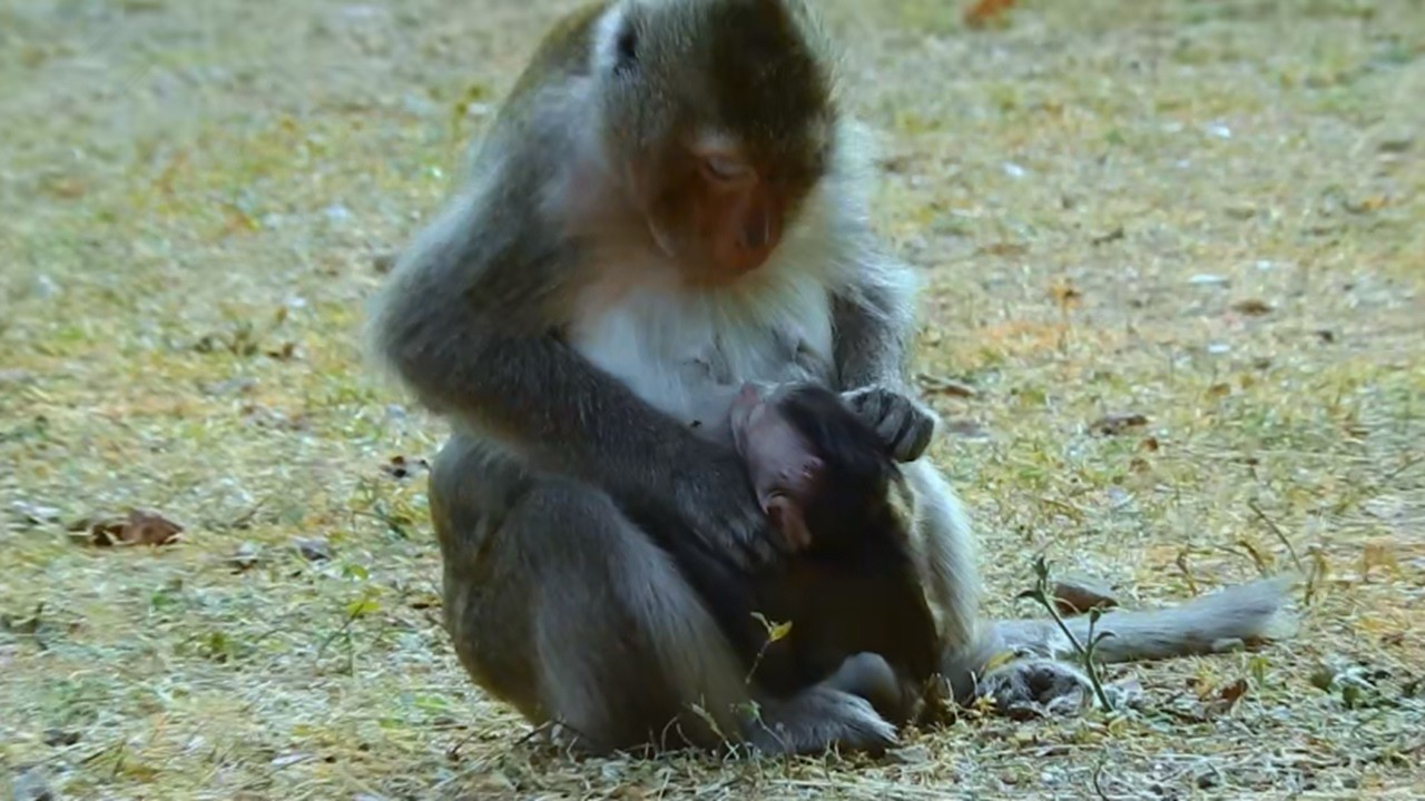 Feeling So pity Little Newborn Baby! Why Baby Doing like that! Baby Crying!