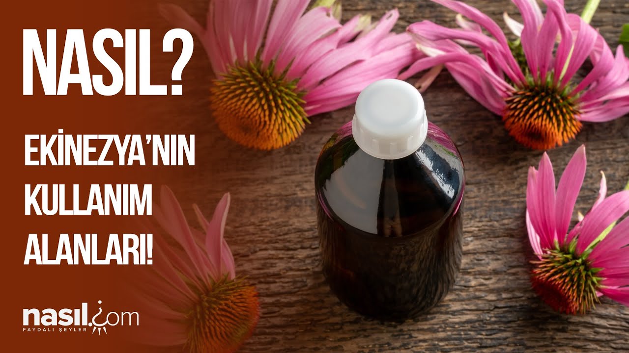 Tıbbi ve Aromatik Bitkiler Serisi; Ekinezya (Echinacea) Bitkisinin Kullanım Alanları Nelerdir?