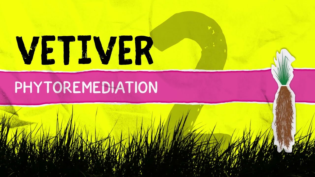 Phytoremediation (Vetiver Series - 2)