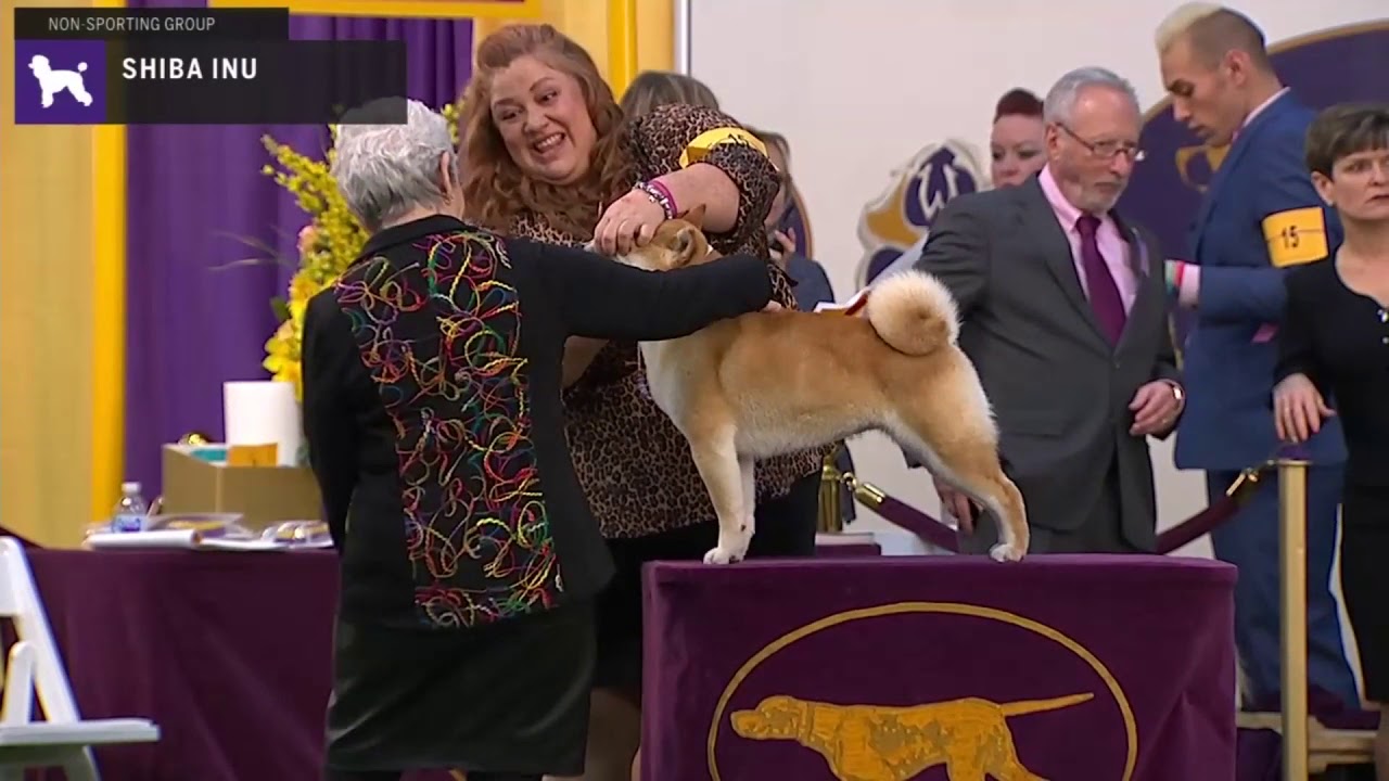 Shiba Inu | Breed Judging 2020