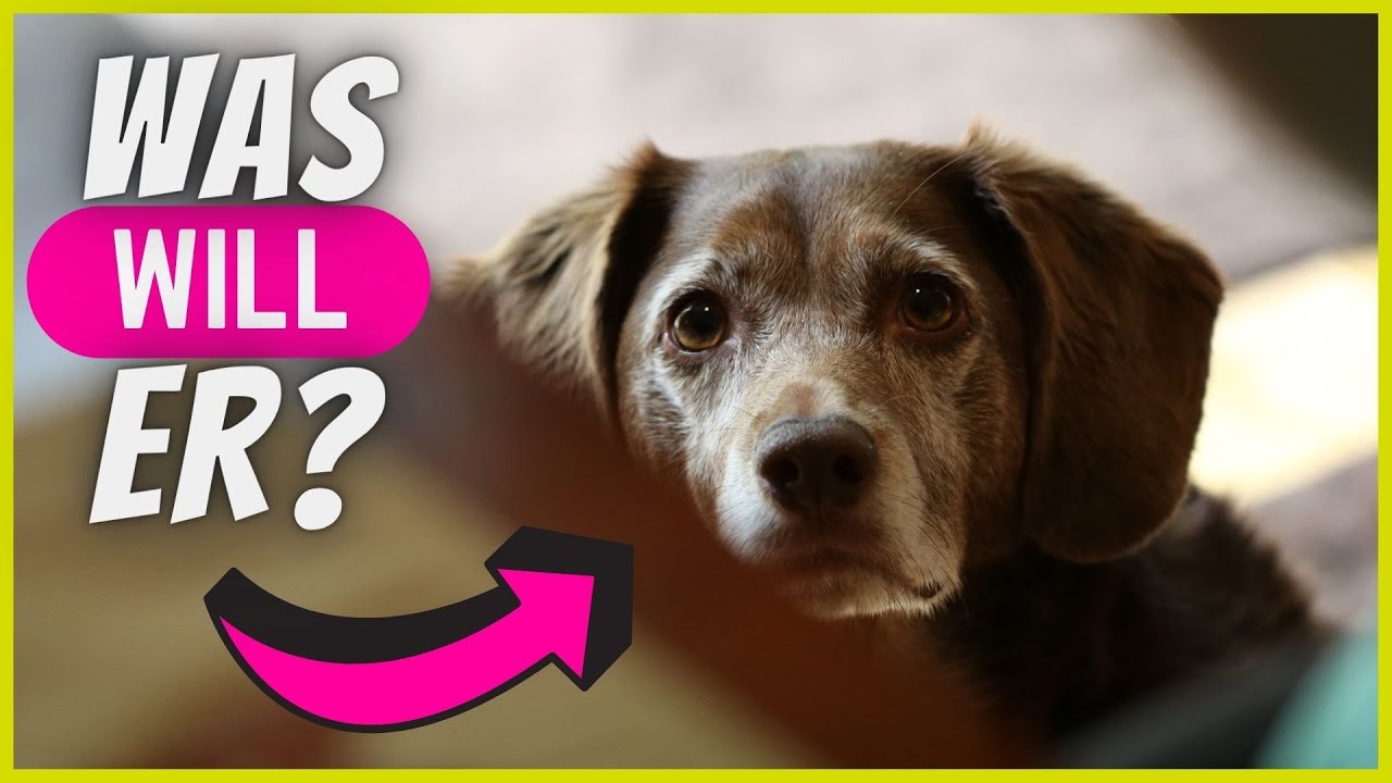 Das ist der WAHRE Grund, warum dir dein Hund überall hin folgt