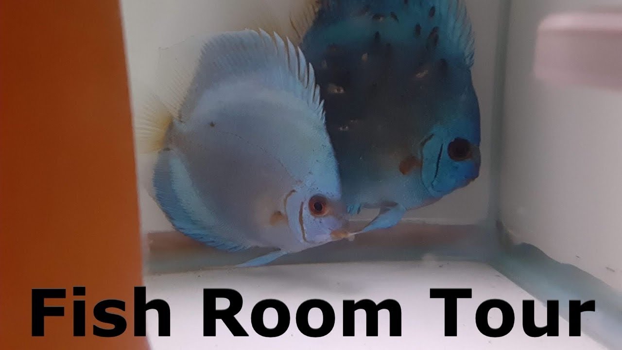 Discus Fish Room Tour and Breeding for profit!