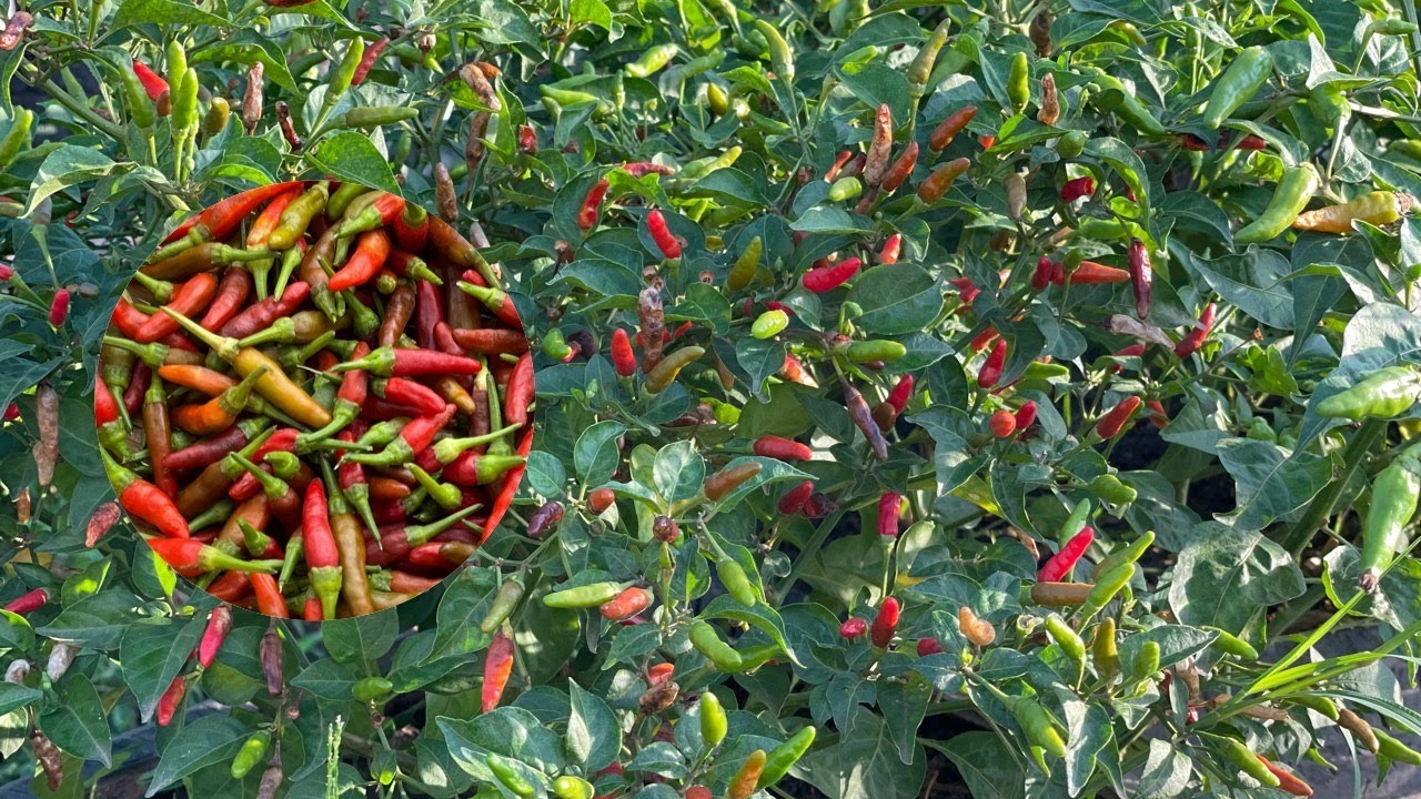 Suprising Fruit Yield || How To Grow Bird Eye Chilies from Fresh Seeds