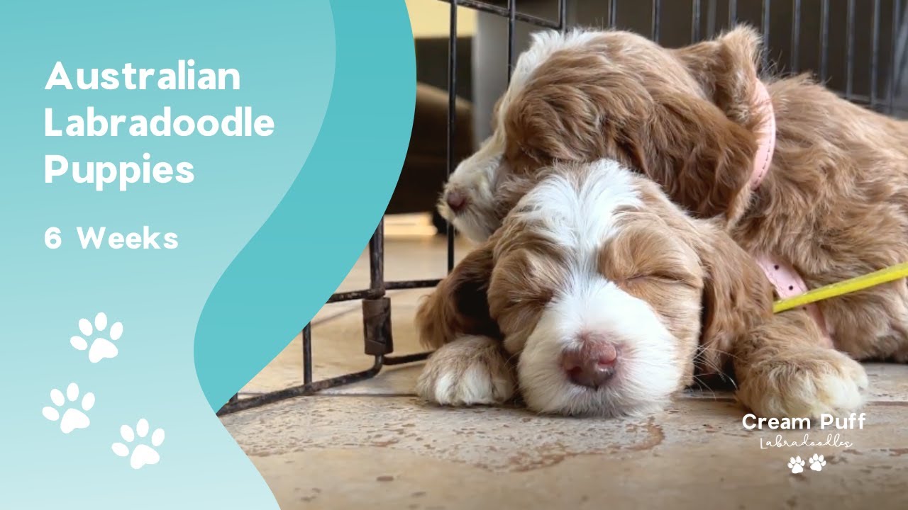 Medium Australian Labradoodle Puppies: CPL Camorra (Camorra) x CPL Catador de Vino (Milo)