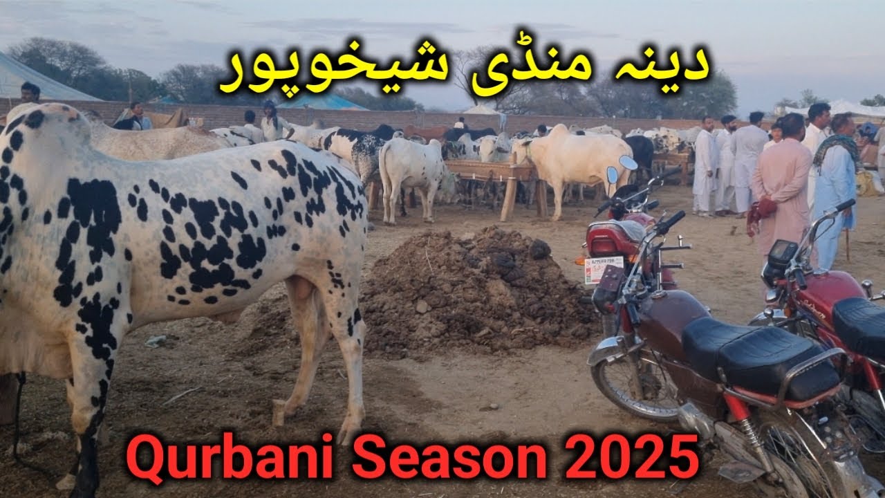 Dina Mandi (Sheikhupur) دینہ منڈی  شیخوپور 1.06.2025 #dinamandi #onlinebakramandi