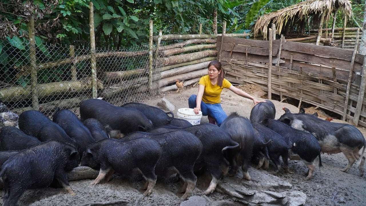 Taking care of pigs - harvesting Broccoli to bring to market to sell | Free life