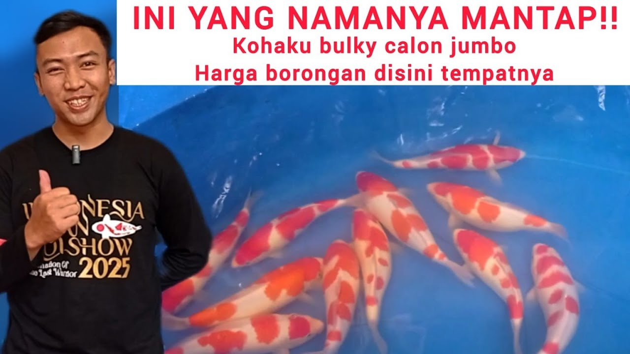 JOGJA MENYALA❗ PRODUSEN KOHAKU BULKY SUPER JUMBO DARI JOGJA DI KOI'S FISH MARKET❗
