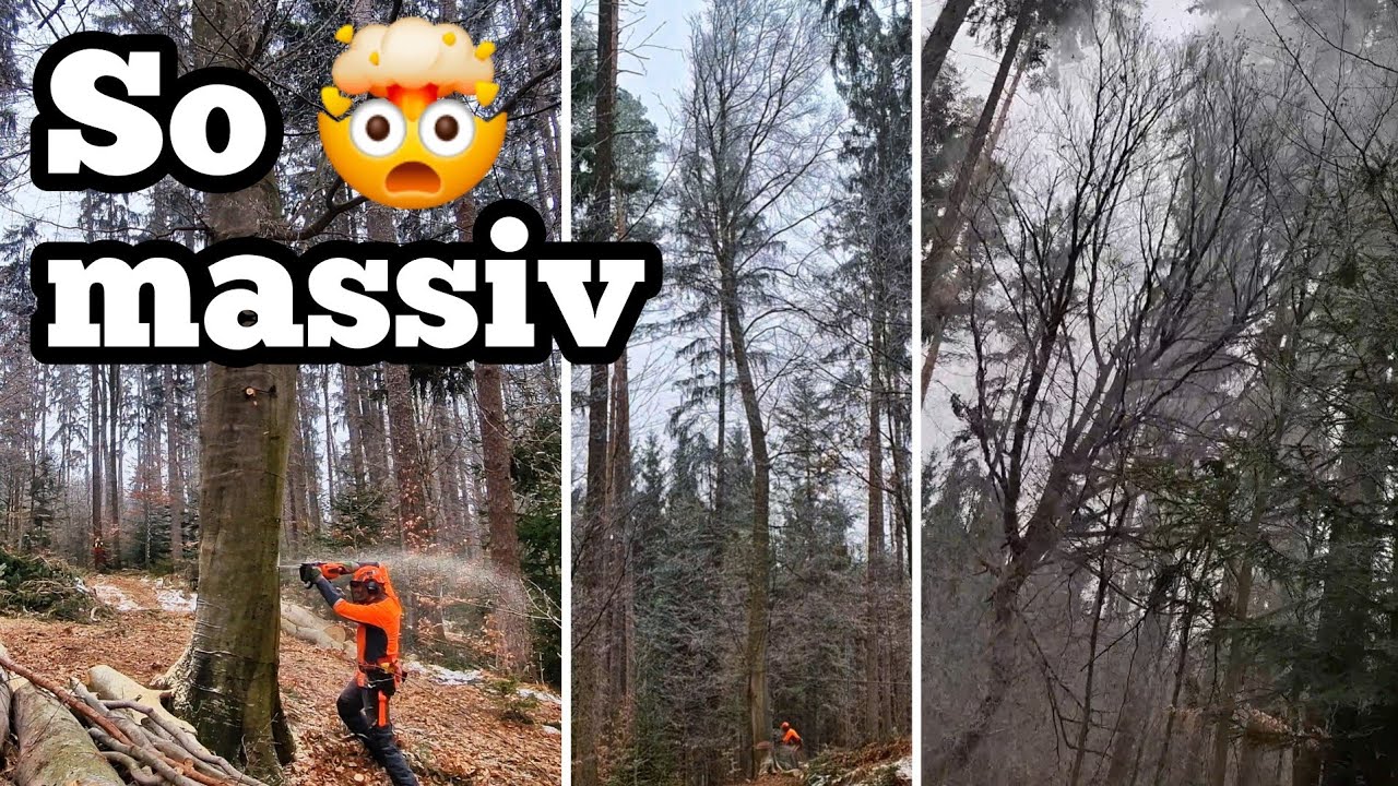 Die gefährlichste Baumfällung meines Lebens ❌🌳❌