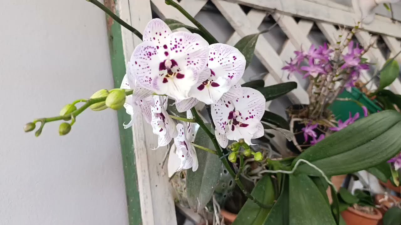 Como manter suas florações por muito tempo?