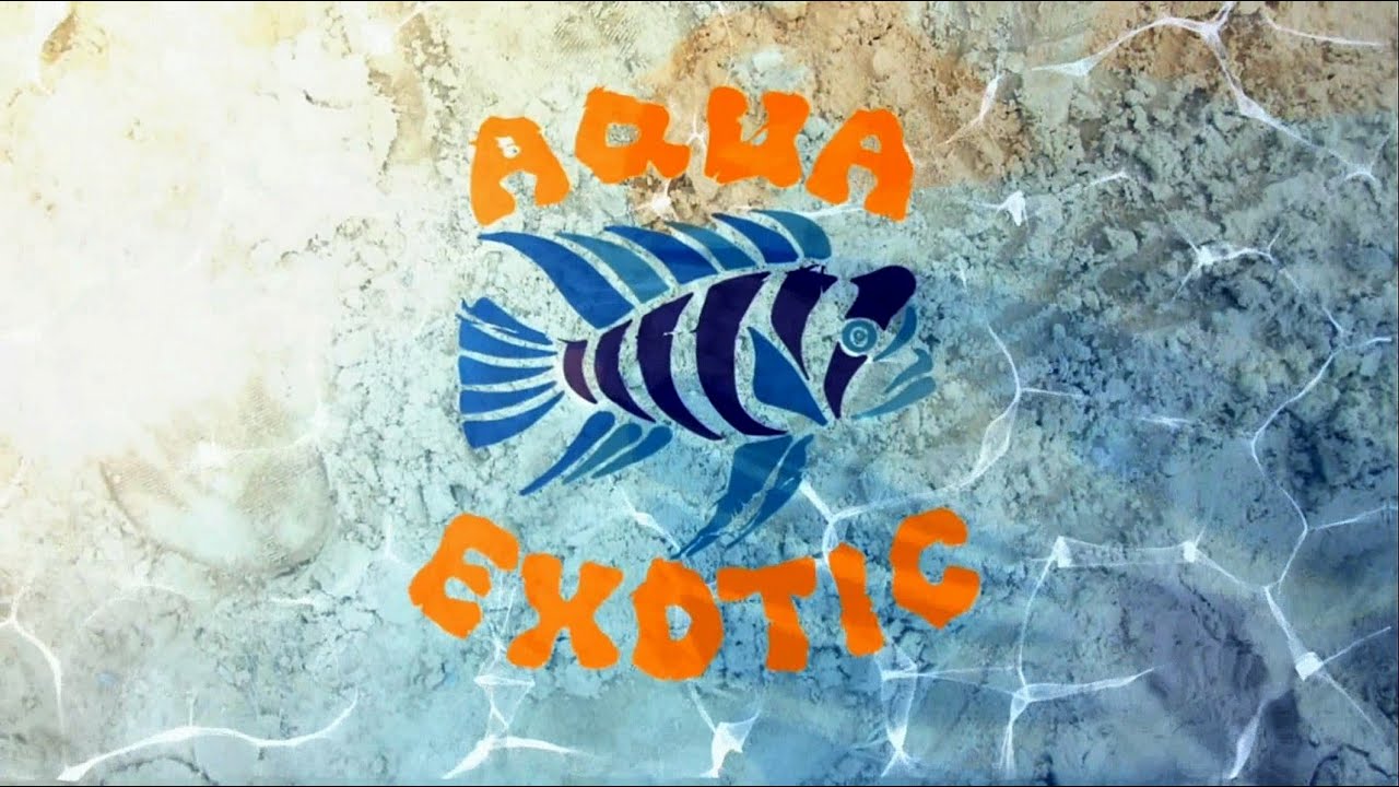 Аквариумное оформление от  Aqua exotic