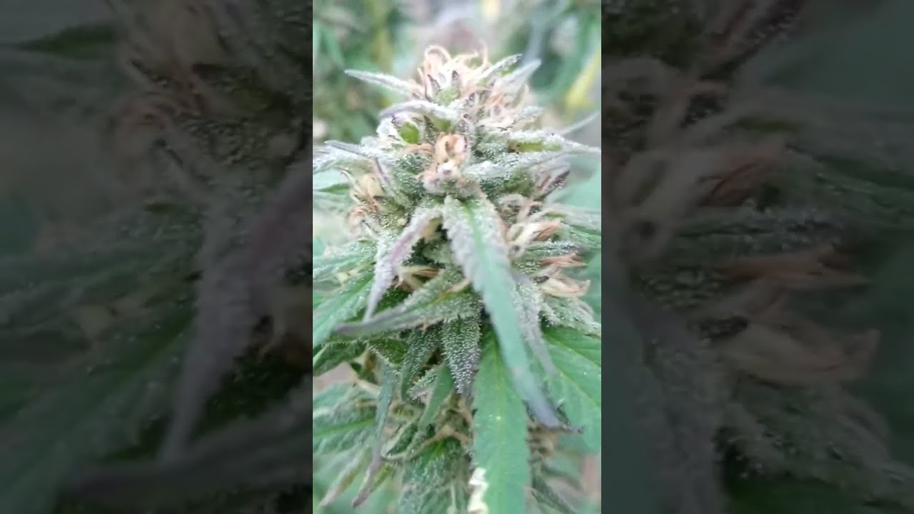 #ganjaman OUTDOOR STRAWBERRY AMNESIA X SUPER SKUNK