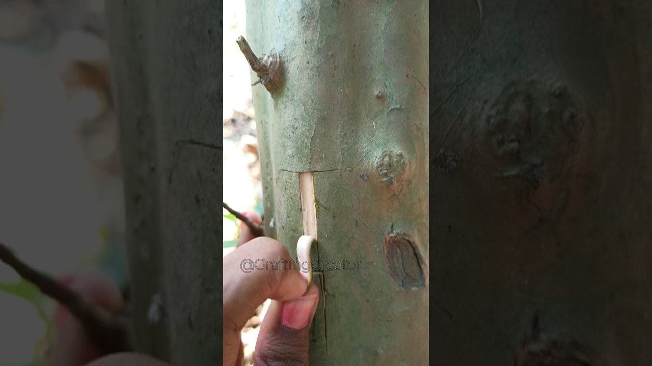 top working guava #guava #topworking #graft #graftingtree #gardening #nature