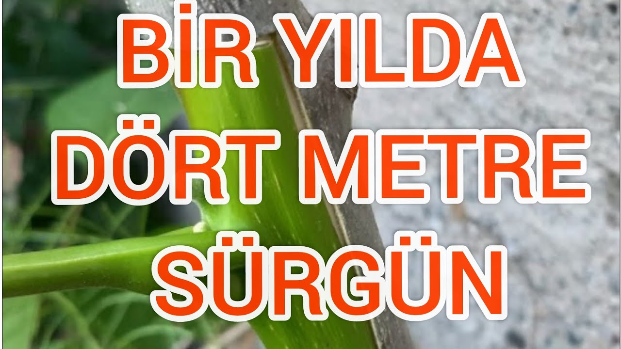 CEVİZDE EN BAŞARILI GÖZ AŞISI BİR SENEDE 4 METRE SÜRGÜN