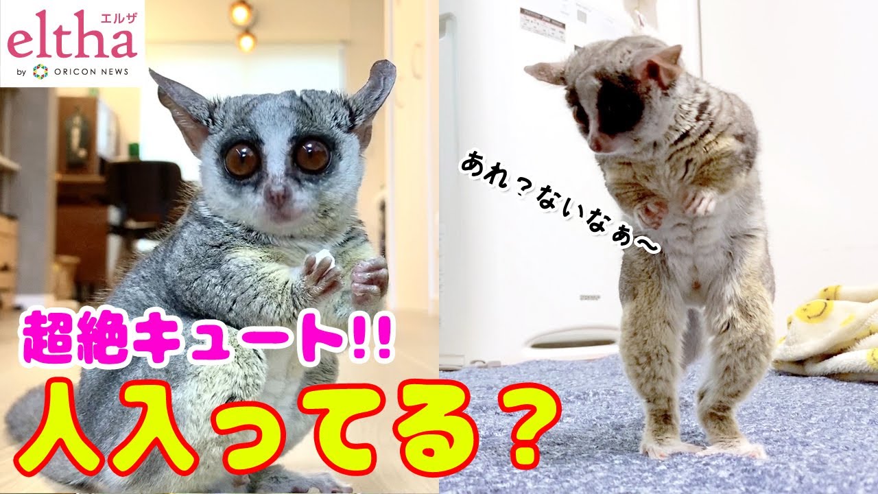 【かわいい猿】ヒト入ってる？おさるさんの“探し物”に反響「完全にコンタクト落とした時の私」【ショウガラゴ】