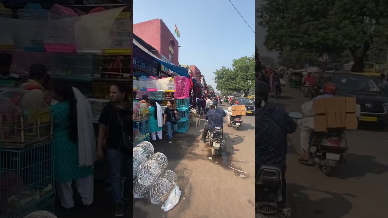 Delhi bird animal market near Jama Masjid