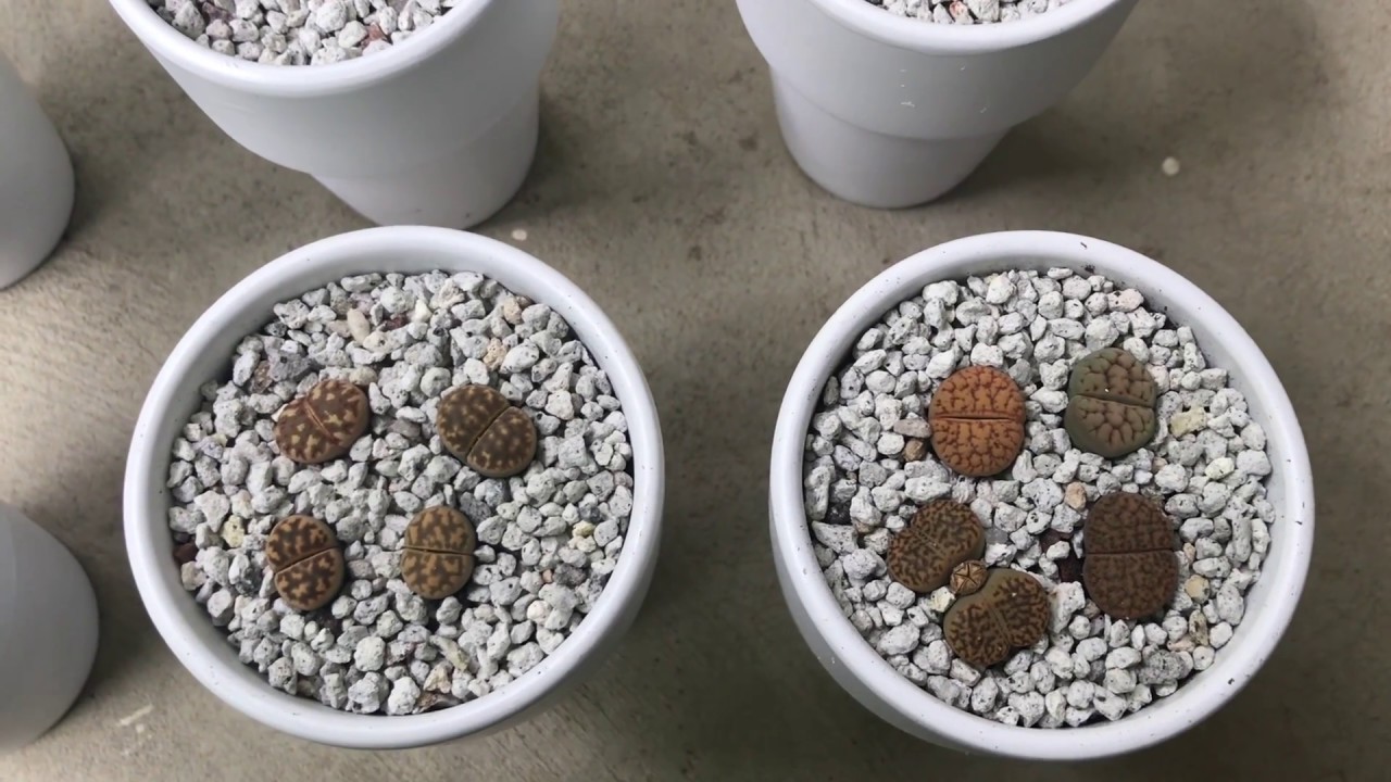 Pumice Recommendation