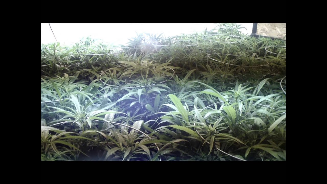 8000 Watt Blue Dream Grow Day 14 Flower