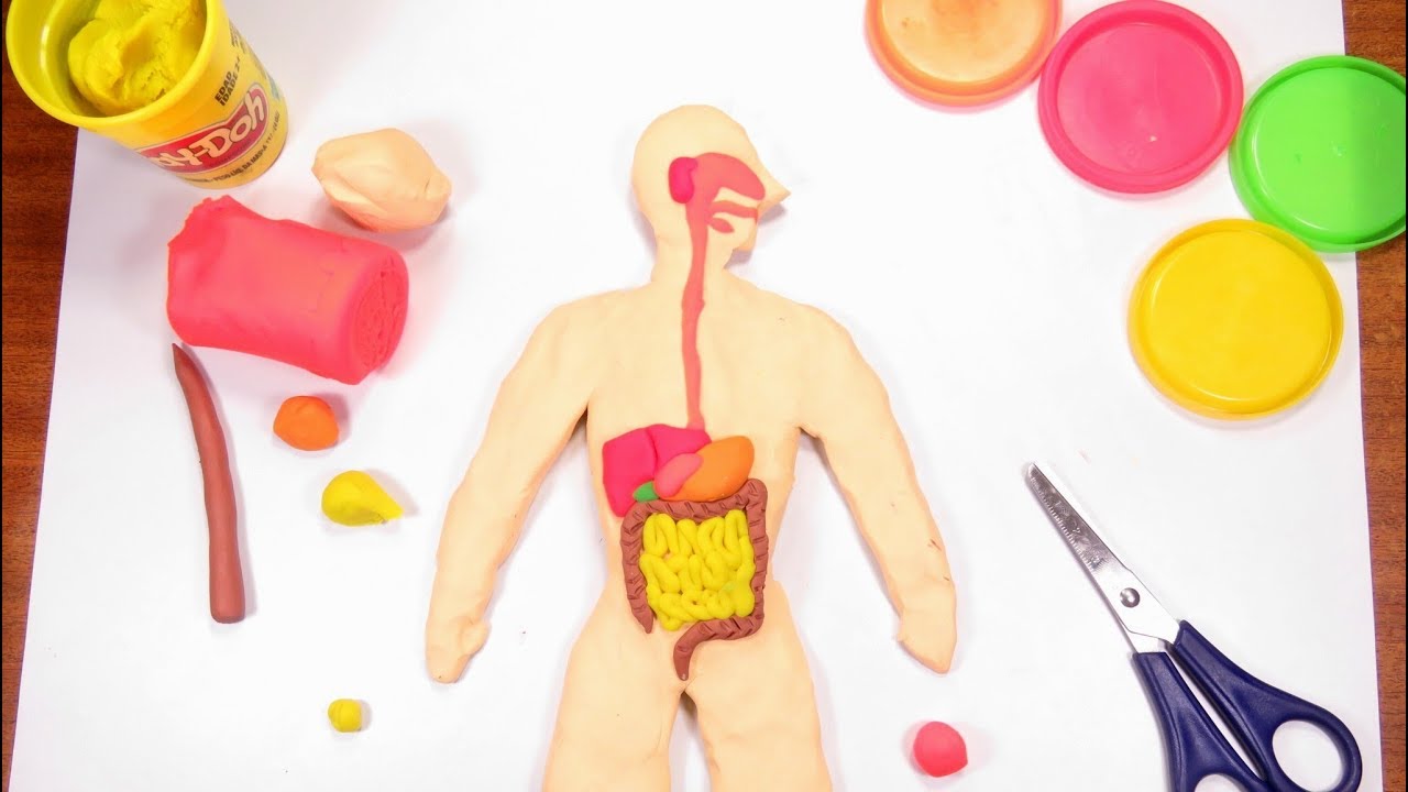 Cómo hacer el Sistema/Aparato Digestivo humano con plastilina