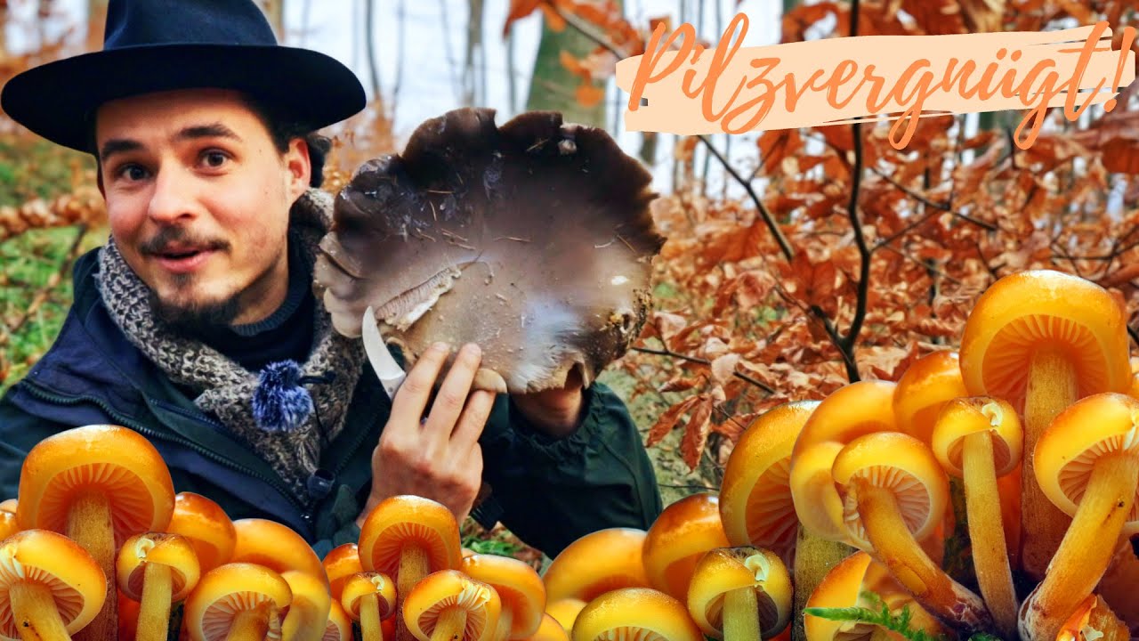 Die Winterpilze sind da! 🥳 Volle Körbe mit Austern, Rötelritterlingen, Enokis & Winter-Täublingen