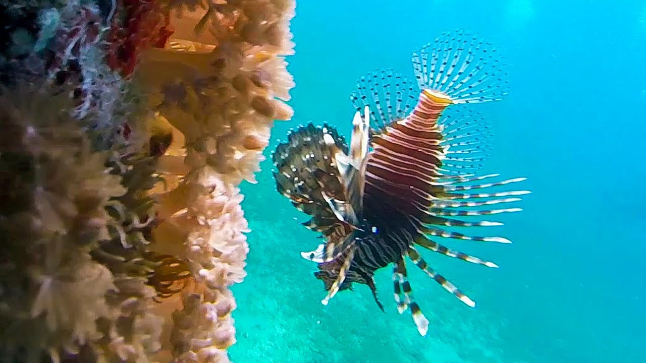 Snorkeling in Aqaba