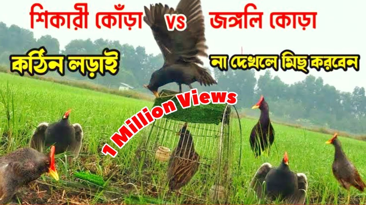 How To Hunt Birds | Water Cock Bird Catching | Easy Bird Trap | Easy Way To Hunt Bird | Bird Hunter