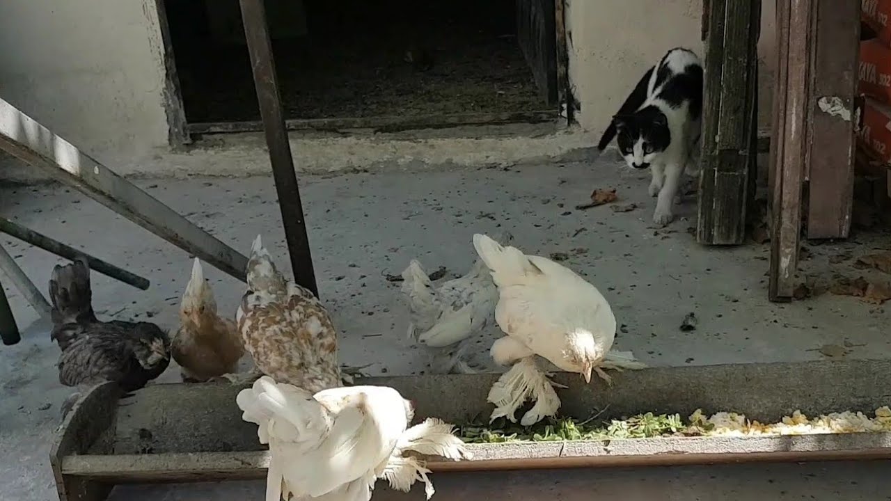 SAF KAN İSPENÇLER 2.5 AYLIK OLDULAR HANGİ BESİNLERİ VERİYORUM