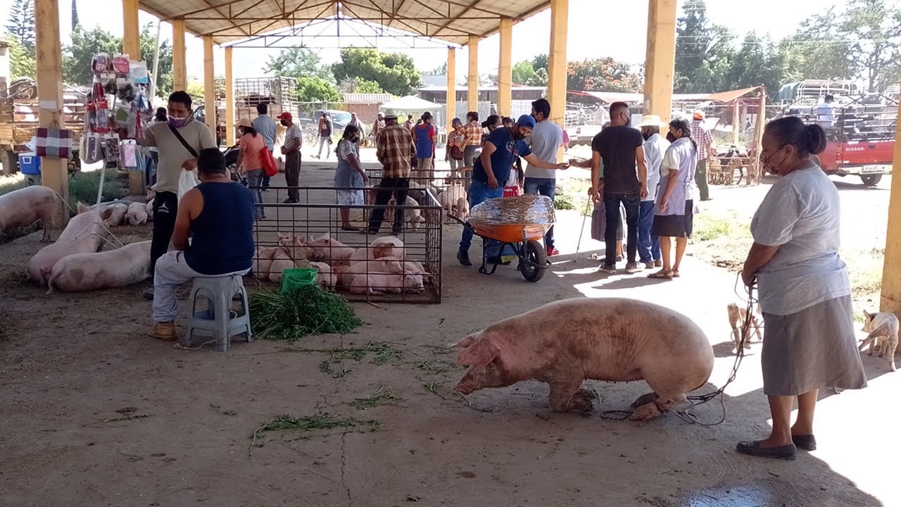 Venta de cerdos en el baratillo de Zimatlán
