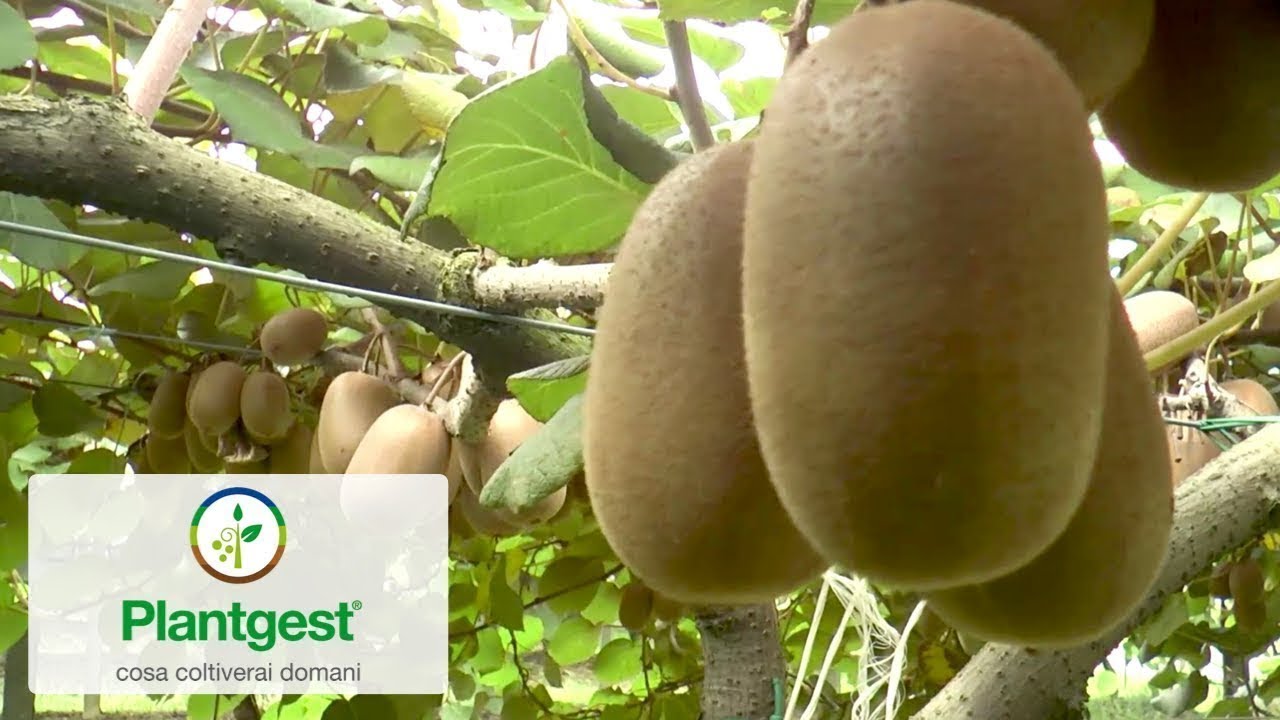 Kiwi giallo, il segreto del mio successo
