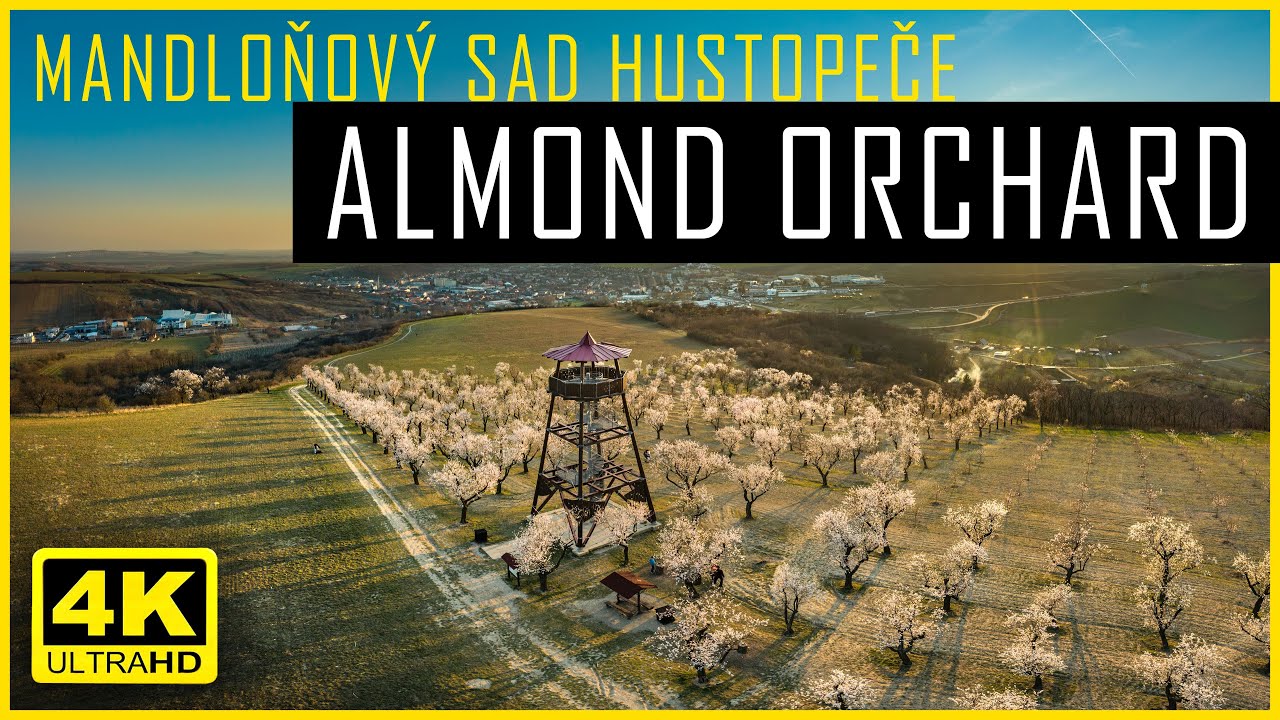 Mandloňov&yacute; sad Hustopeče &ndash; Blooming almond orchard, 4K drone