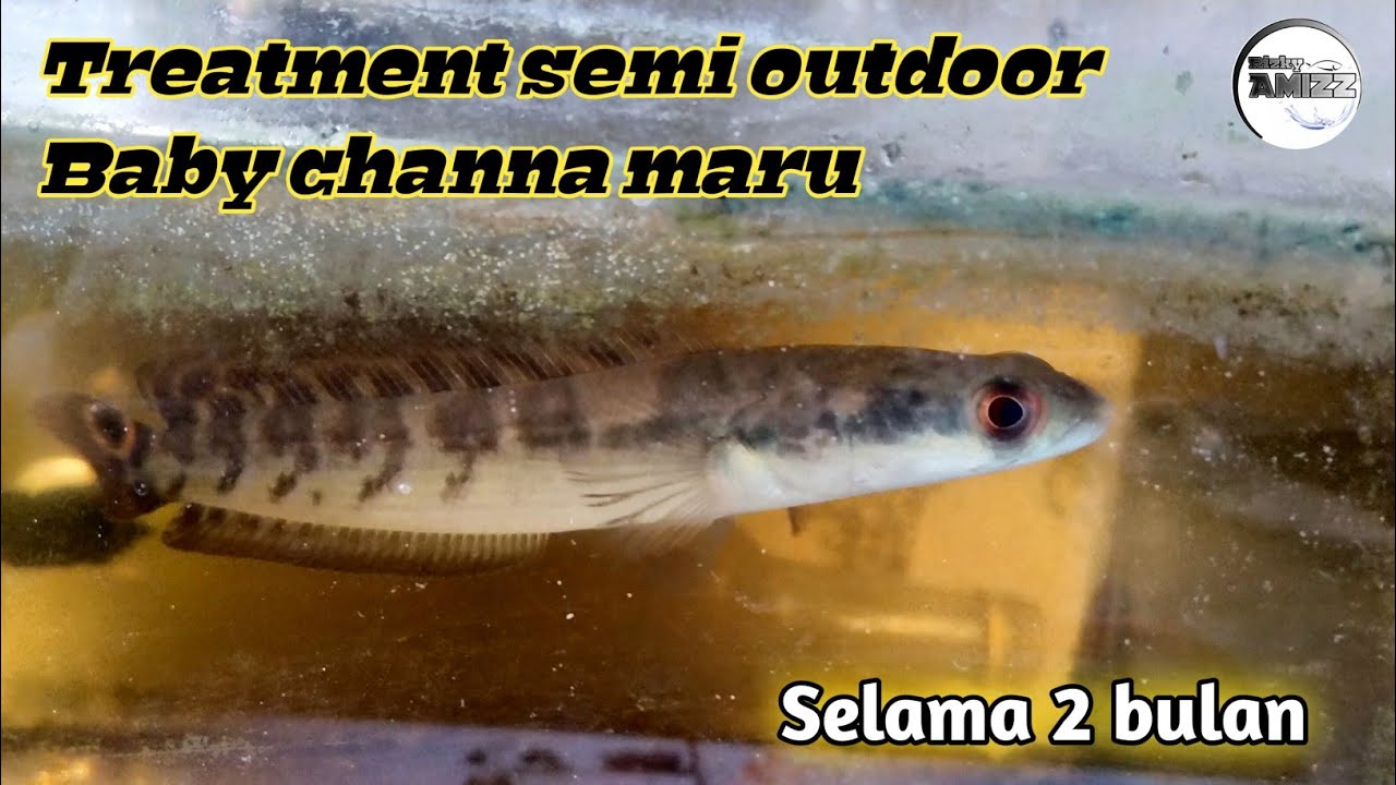 Treatment baby channa maru semi outdoor | hasilnya mantap |