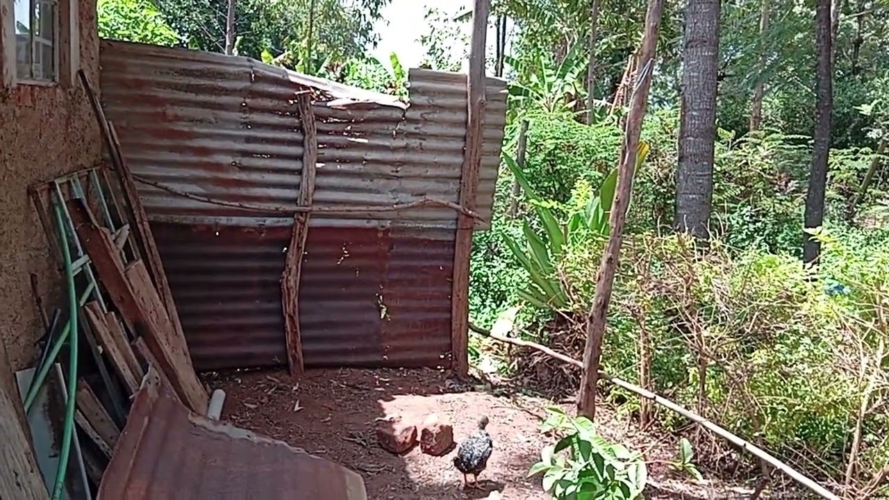 Transformation to chicken feeding place