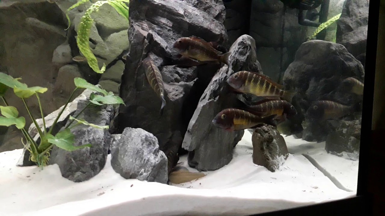 Tropheus Kasanga
