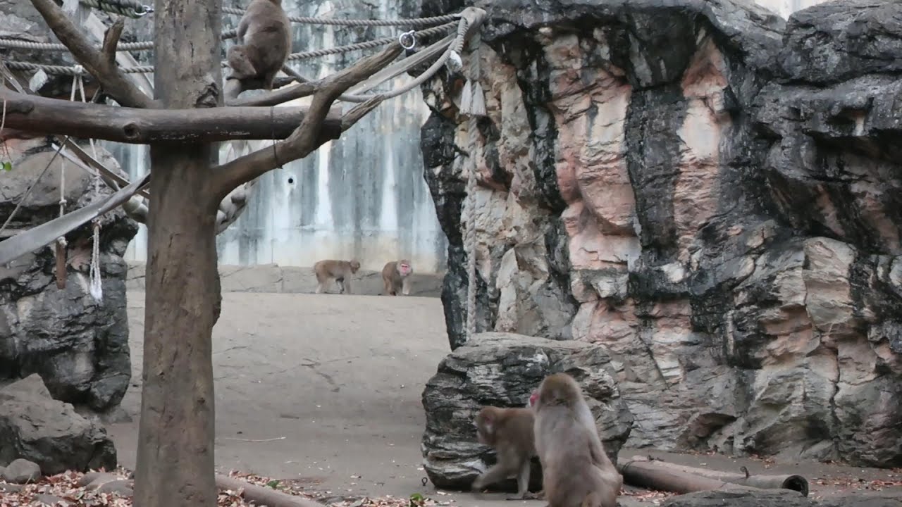 番外編　ニホンザル展示場がリニューアルしていました。　【よこはま動物園ズーラシア】【2022年11月13日】ニホンザル